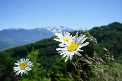 two white flowers sitting on top of a mountain at HERZLI-CHALET über dem Rheintal mit Schlossblick in Werdenberg