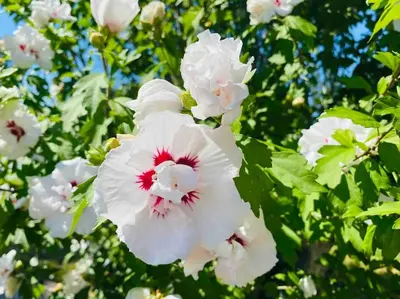 a close up of white flowers on a tree at Birkenhof, Haus Schwänli in Herisau