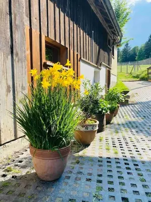 a group of potted plants sitting outside of a building at Birkenhof, Haus Schwänli in Herisau