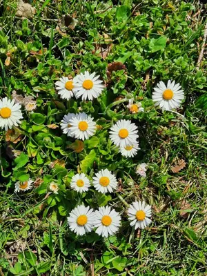 a bunch of white flowers in the grass at Ferienhaus Rütiweid in Appenzell