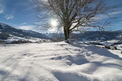 a tree in the snow with the sun behind it at Undereggli in Nesslau