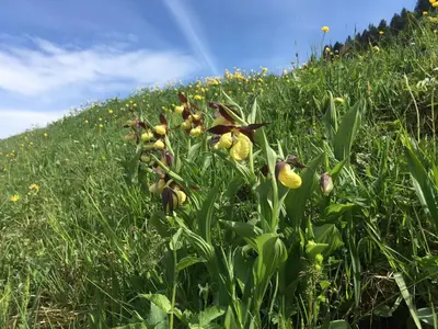 a field of tall grass with yellow flowers on a hill at Stockberghüsli in Nesslau