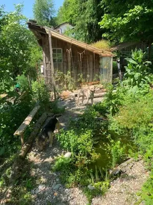 a cat sitting in the yard next to a fence at Naturoase Säntisblick-Auszeit am Wald und Bach in Kradolf
