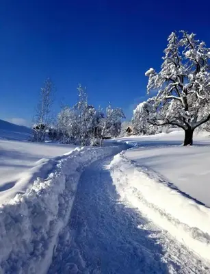 a snow covered path in a field with trees at Dachwhg an schöner Aussichtslage in Berneck