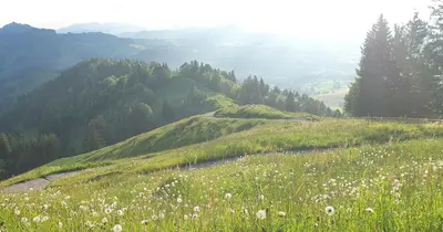 a grassy hill with a field of flowers on it at 2-4 Zimmer Apartments Stilvoll im Gertrud Schlössli - zentral ruhig in St. Gallen