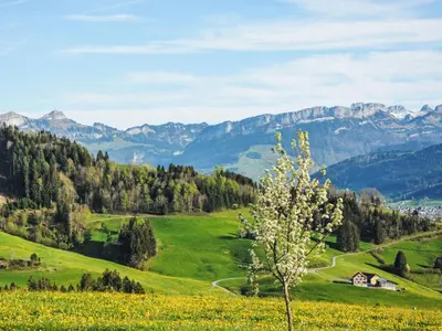a field of yellow flowers on a hill at Apartment Panoramablick by Interhome in Haslen