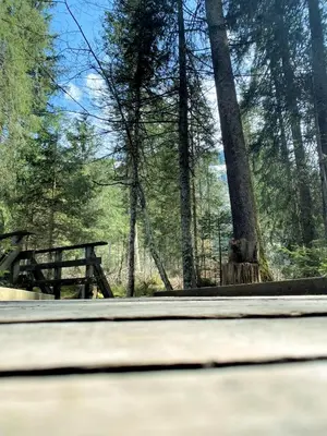 a view of a picnic table in a forest at Rietidylle mit atemberaubendem Blick auf die Churfirsten in Wildhaus