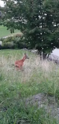 a deer standing in a field of tall grass at Tiny House im Grünen in Sankt Margrethen