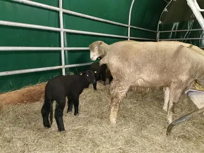 two sheep and a baby lamb in a pen at Strickerhof in Hundwil