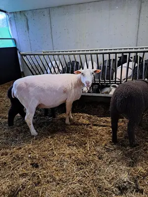 a sheep standing in the hay in a pen at Strickerhof in Hundwil