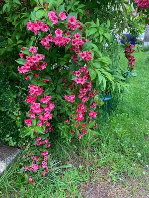 a bush of pink flowers in a garden at Gemütliches Chalet-Zimmer in Guesthouse Rosalie in Brunnadern