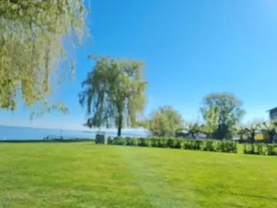 a green park with a tree and water in the background at Herberge Seeperle Bistro Rorschach in Rorschach