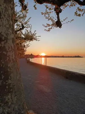 a tree sitting next to a body of water at Bijou petit -mit Terrasse in Rorschach