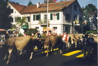 a herd of cows walking down a street at Park in Heiden