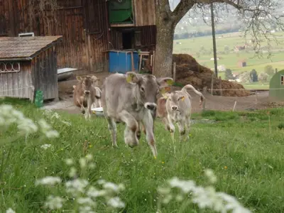 a group of cows running in a field of grass at Modern trifft Tradition in Grabs