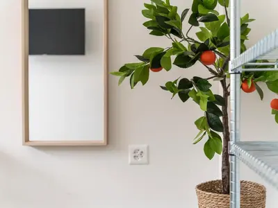 a plant in a basket next to a white wall at Modernes Hostel, Privatzimmer in Shared Apartment, WYBA Living in St. Gallen