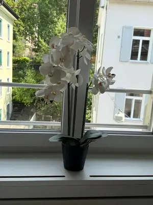 a vase filled with white flowers sitting on a window sill at St Gallen City - 5 min vom Bahnhof - Roter Platz in St. Gallen