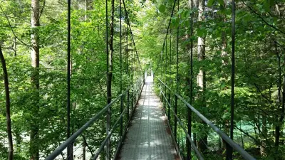 a suspension bridge in the middle of a forest at B&B Hofgenuss in Ganterschwil