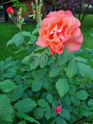 a pink rose is growing in a garden at Studio Verde in Au