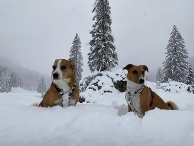 two dogs are sitting in the snow at Apartment Chäserruggblick by Interhome in Unterwasser