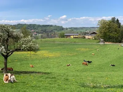 a herd of cows laying in a green field at Apartment Rehalp Westen by Interhome in Bischofszell
