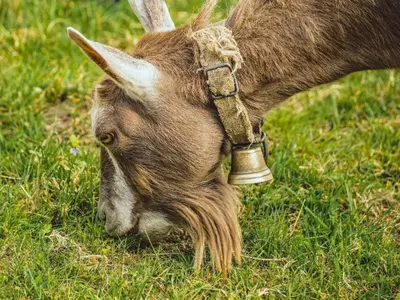 a goat grazing in the grass with a bell on its neck at Holiday Home Ski- und Gruppenhaus by Interhome in Alt Sankt Johann