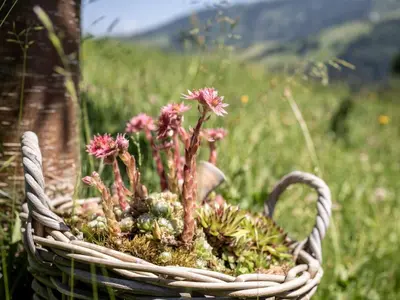 a basket filled with flowers and plants in a field at Apartment by Interhome in Unterwasser