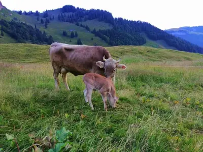 a cow and a calf standing in a grassy field at Apartment Ferien im Gugger - Wohnung Stockberg by Interhome in Nesslau