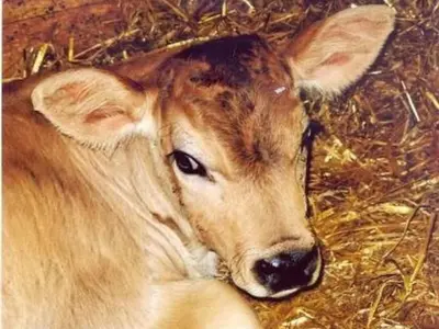 a brown cow laying in the hay at Apartment Bauernhof ufem Berg by Interhome in Herisau
