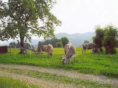 a group of cows grazing in a field at Apartment Bauernhof ufem Berg by Interhome in Herisau