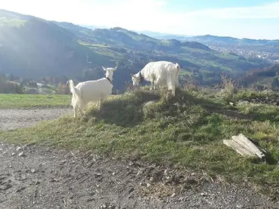 two goats standing on top of a grassy hill at Holiday Home Ferienhaus- - Stöckli Klingenbuch 20 by Interhome in Rehetobel