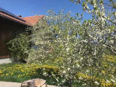 a tree with white flowers in front of a house at Apartment nirkwerk by Interhome in Schönengrund