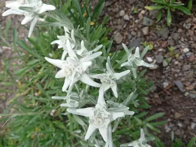 a group of white flowers on a plant at Apartment Alpen-Paradies Edelweiss Urnäsch by Interhome in Urnäsch