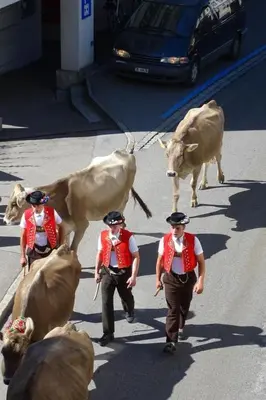 a group of men walking down a street with cows at Apartment Alpen-Paradies Edelweiss Urnäsch by Interhome in Urnäsch