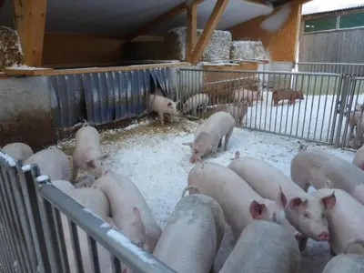 a group of pigs in a pen in a barn at Apartment Ferienhof-Barenegg by Interhome in Hemberg