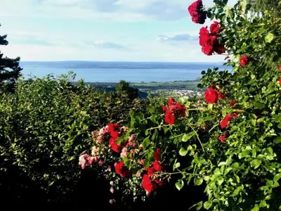 a bush of red flowers with the ocean in the background at Holiday Home See in Sicht by Interhome in Wolfhalden