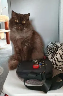 a black cat sitting on a table next to a purse at Apartment Bergsicht by Interhome in Wildhaus