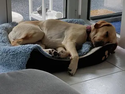 a large dog laying on a bed with a baby at Apartment Bergsicht by Interhome in Wildhaus