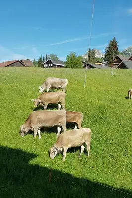 a group of cows grazing in a field of grass at Apartment Bergsicht by Interhome in Wildhaus