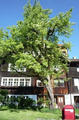 a tree in front of a building at Holiday Home Appenzell House by Interhome in Thal