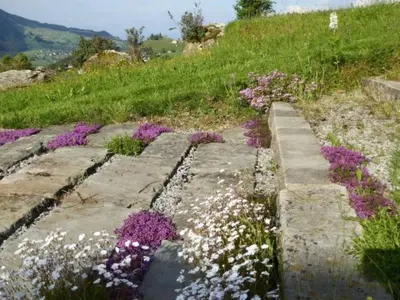 a garden with purple and white flowers on a hill at Holiday Home Oberguet by Interhome in Unterwasser