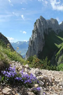a mountain with purple flowers on a rocky trail at Charming Retreat for Nature Lovers near Saxerlücke in Sennwald