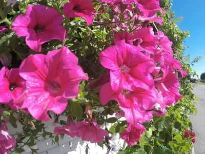 a bunch of pink flowers on a plant at Hotel Garni Traube B&B in Schwellbrunn