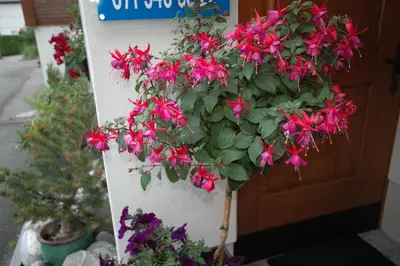 a plant with pink flowers in front of a door at Hotel Pension Im Dorf in Zuzwil