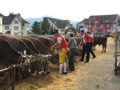 a group of men standing around cows on a street at BnB chezlise in Urnäsch