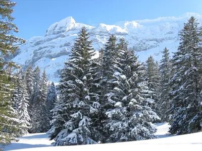 a group of snow covered trees in front of a mountain at Waldgasthaus Lehmen in Weissbad