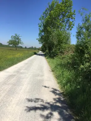 a road with trees on the side of a field at Landgasthaus Bären in Grub