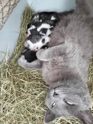 a group of kittens laying on top of hay at Ferienwohnung Brülisauer in Brülisau