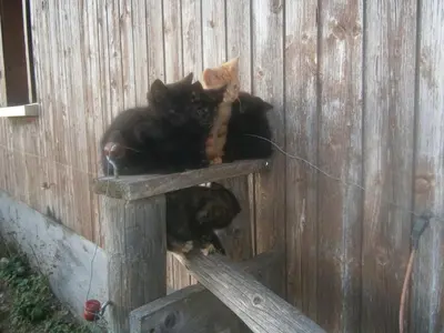 a black cat laying on a wooden bench at Ferienwohnung Brülisauer in Brülisau