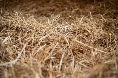 a pile of hay laying on the ground at Hof-Tschannen in Lengwil